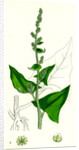 Chenopodium Bonus-Henricus Allgood by Anonymous