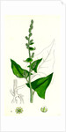 Chenopodium Bonus-Henricus Allgood by Anonymous