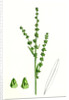 Atriplex Littoralis Var. Genuina Grass-Leaved Sea Orache Var. A. by Anonymous
