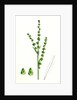 Atriplex Littoralis Var. Genuina Grass-Leaved Sea Orache Var. A. by Anonymous