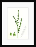 Atriplex Littoralis Var. Genuina Grass-Leaved Sea Orache Var. A. by Anonymous