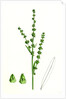 Atriplex Littoralis Var. Genuina Grass-Leaved Sea Orache Var. A. by Anonymous