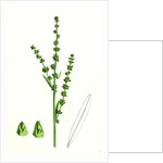 Atriplex Littoralis Var. Genuina Grass-Leaved Sea Orache Var. A. by Anonymous