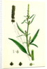 Atriplex Littoralis Var. Marina Grass-Leaved Sea Orache Var. B. by Anonymous