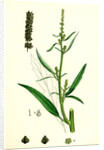 Atriplex Littoralis Var. Marina Grass-Leaved Sea Orache Var. B. by Anonymous