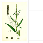 Atriplex Littoralis Var. Marina Grass-Leaved Sea Orache Var. B. by Anonymous