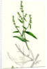 Atriplex Patula Var. Angustifolia Narrow-Leaved Orache Var. A. by Anonymous