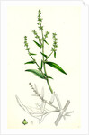Atriplex Patula Var. Angustifolia Narrow-Leaved Orache Var. A. by Anonymous