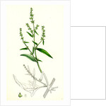 Atriplex Patula Var. Angustifolia Narrow-Leaved Orache Var. A. by Anonymous