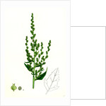 Atriplex Patula Var. Erecta Narrow-Leaved Orache Var. Y. by Anonymous