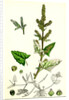 Atriplex Deltoidea Triangular-Leaved Orache by Anonymous