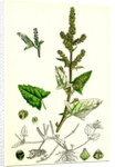 Atriplex Deltoidea Triangular-Leaved Orache by Anonymous