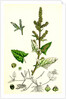 Atriplex Deltoidea Triangular-Leaved Orache by Anonymous