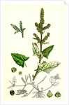 Atriplex Deltoidea Triangular-Leaved Orache by Anonymous