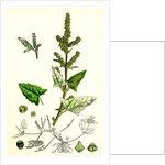 Atriplex Deltoidea Triangular-Leaved Orache by Anonymous