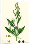 Atriplex Portulacoides Sea Purslane by Anonymous