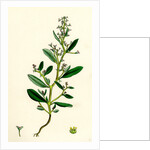 Atriplex Pedunculata Stalked-Fruited Sea Orache by Anonymous