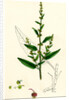 Rumex Conglomeratus Sharp Dock by Anonymous