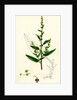 Rumex Conglomeratus Sharp Dock by Anonymous