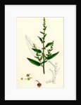 Rumex Conglomeratus Sharp Dock by Anonymous