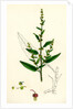 Rumex Conglomeratus Sharp Dock by Anonymous