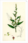 Rumex Conglomeratus Sharp Dock by Anonymous