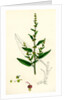 Rumex Conglomeratus Sharp Dock by Anonymous