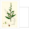 Rumex Conglomeratus Sharp Dock by Anonymous