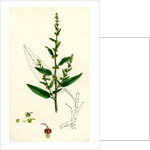 Rumex Conglomeratus Sharp Dock by Anonymous