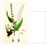 Rumex Sanguineus Bloody-Veined Dock by Anonymous