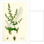 Rumex Pulcher Fiddle Dock by Anonymous