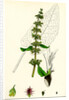 Rumex Obtusifolius Broad-Leaved Dock by Anonymous