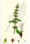 Rumex Obtusifolius Broad-Leaved Dock by Anonymous