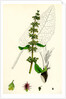 Rumex Obtusifolius Broad-Leaved Dock by Anonymous