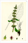 Rumex Obtusifolius Broad-Leaved Dock by Anonymous