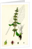 Rumex Obtusifolius Broad-Leaved Dock by Anonymous