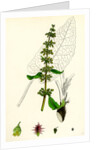 Rumex Obtusifolius Broad-Leaved Dock by Anonymous