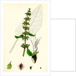 Rumex Obtusifolius Broad-Leaved Dock by Anonymous