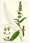 Rumex Pratensis Meadow Dock by Anonymous