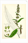 Rumex Pratensis Meadow Dock by Anonymous