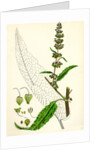 Rumex Pratensis Meadow Dock by Anonymous