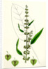 Rumex Conspersus Hartman's Dock by Anonymous