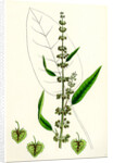 Rumex Conspersus Hartman's Dock by Anonymous