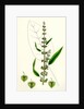 Rumex Conspersus Hartman's Dock by Anonymous