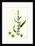 Rumex Conspersus Hartman's Dock by Anonymous
