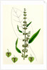 Rumex Conspersus Hartman's Dock by Anonymous