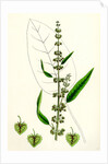Rumex Conspersus Hartman's Dock by Anonymous
