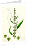 Rumex Conspersus Hartman's Dock by Anonymous
