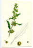 Rumex Crispus Curled Dock by Anonymous