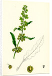 Rumex Crispus Curled Dock by Anonymous